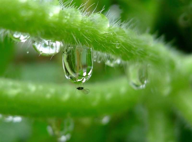 雨后的空气格外清新,漂浮在花瓣小水珠晶莹剔透,那么纯净,心也跟着