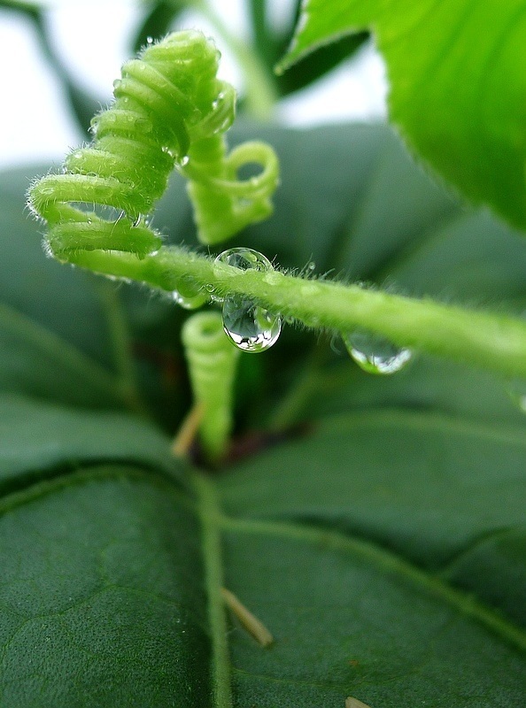 雨后的空气格外清新,漂浮在花瓣小水珠晶莹剔透,那么纯净,心也跟着