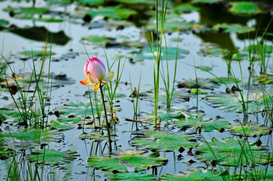 广州恒大vs河南建业