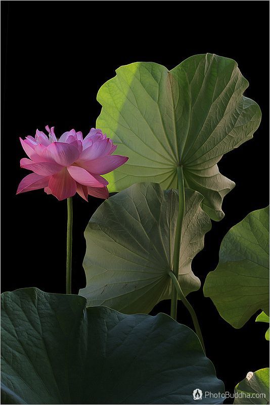 禅心 禅思 绘禅意 解读徐墨然画家的禅意荷花图