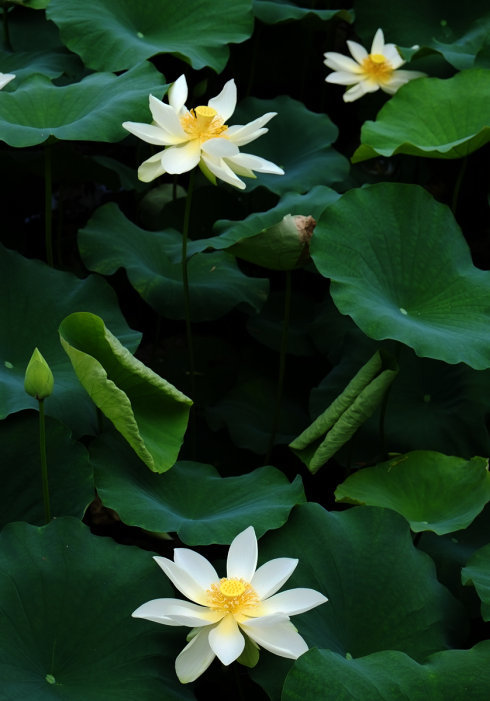 禅意摄影:出尘莲花图片
