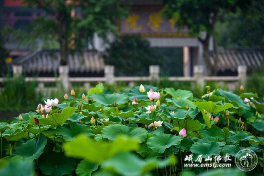 纽约尼克斯vs热火