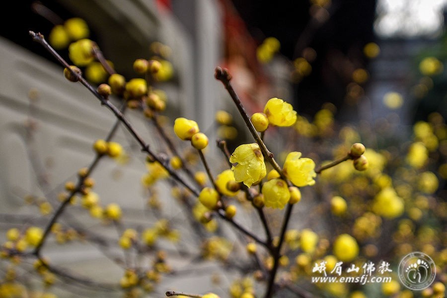 厄瓜多尔足球队-乐鱼app(leyu)官方网站-乐鱼官网