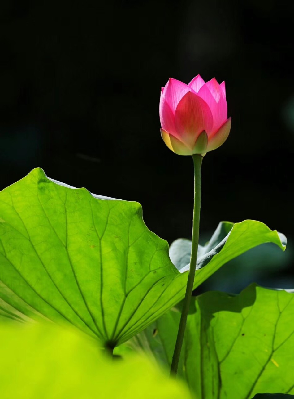禅意摄影:莲花隔淤泥图片