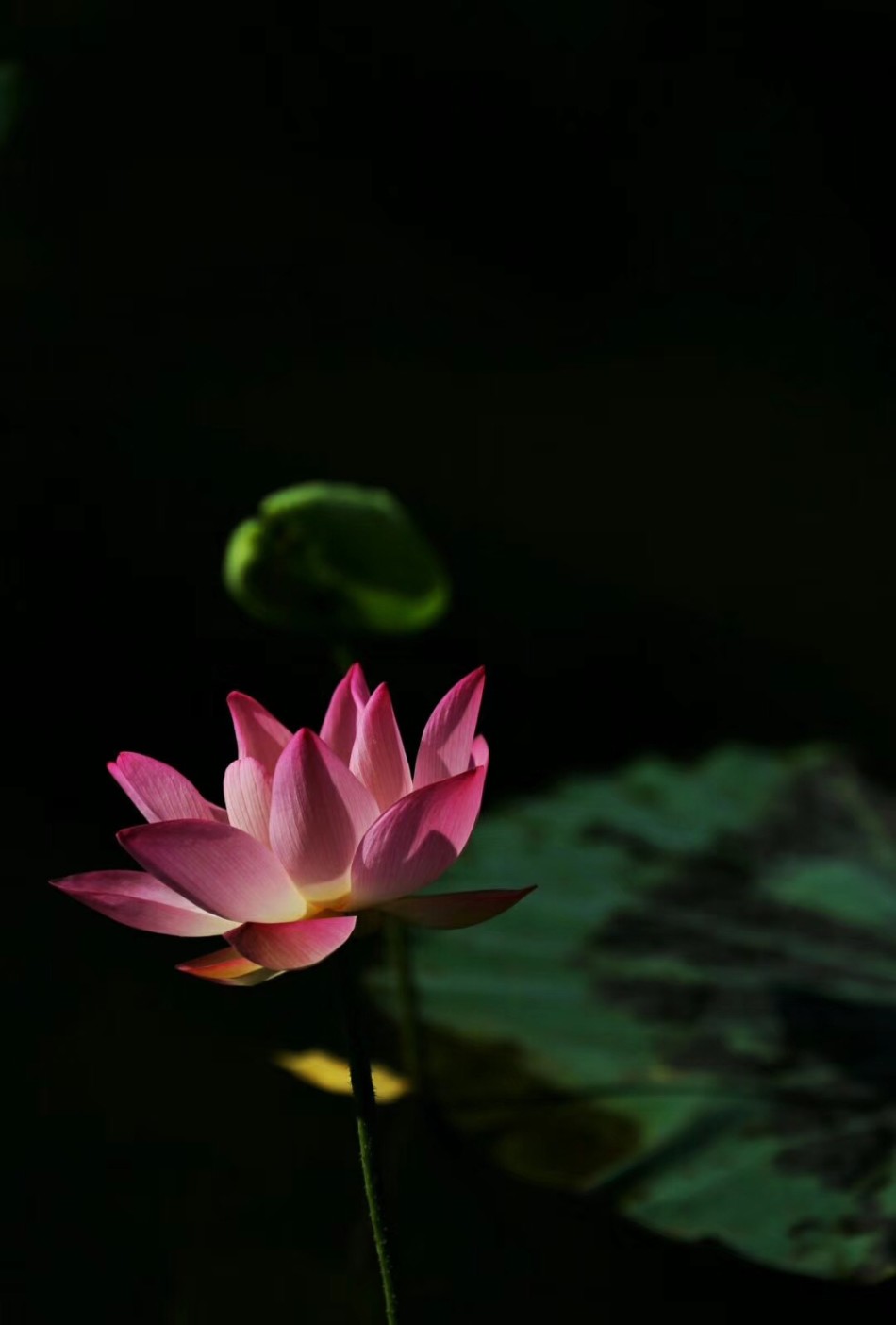 禅意摄影:莲花隔淤泥