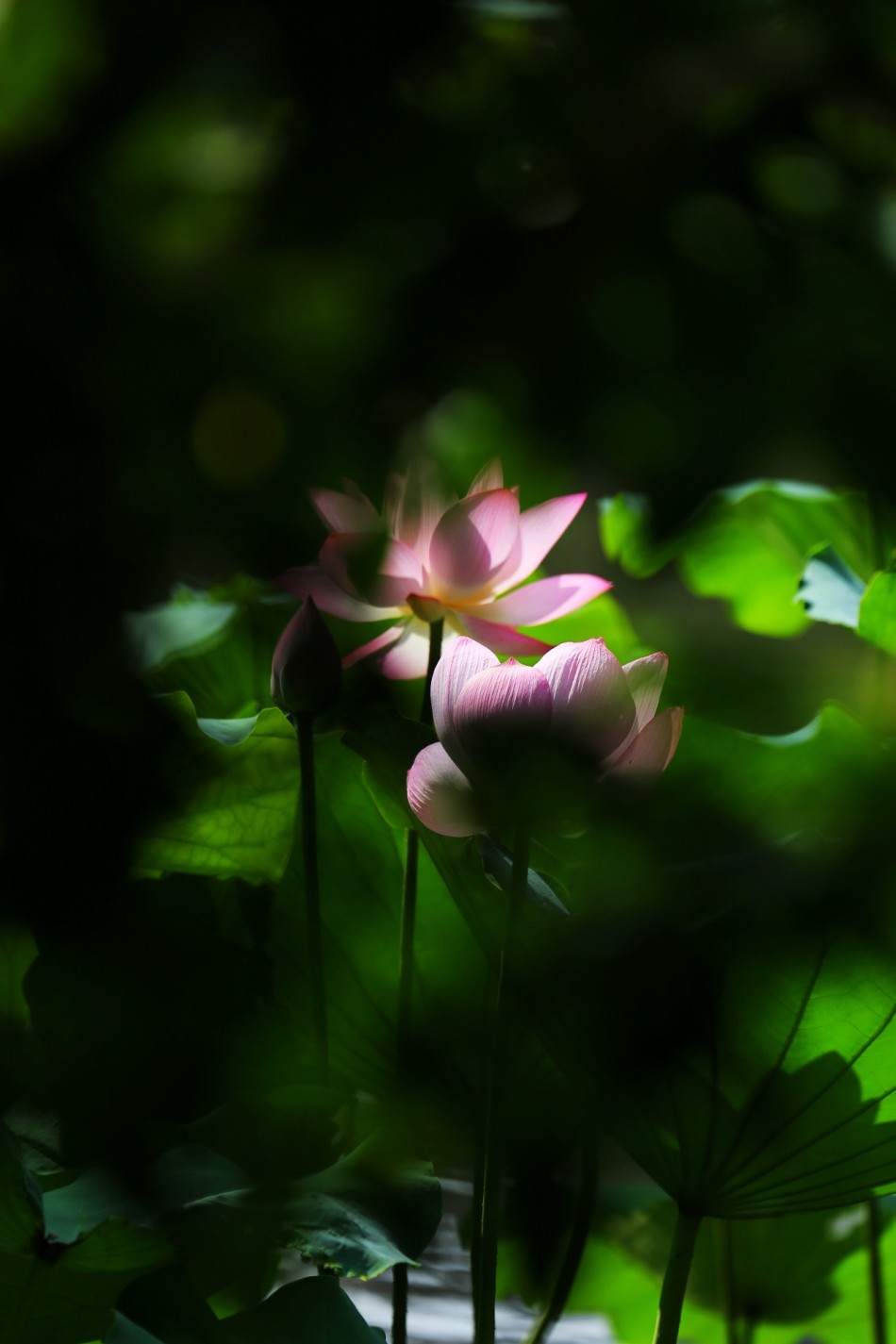 禅意摄影:莲花隔淤泥