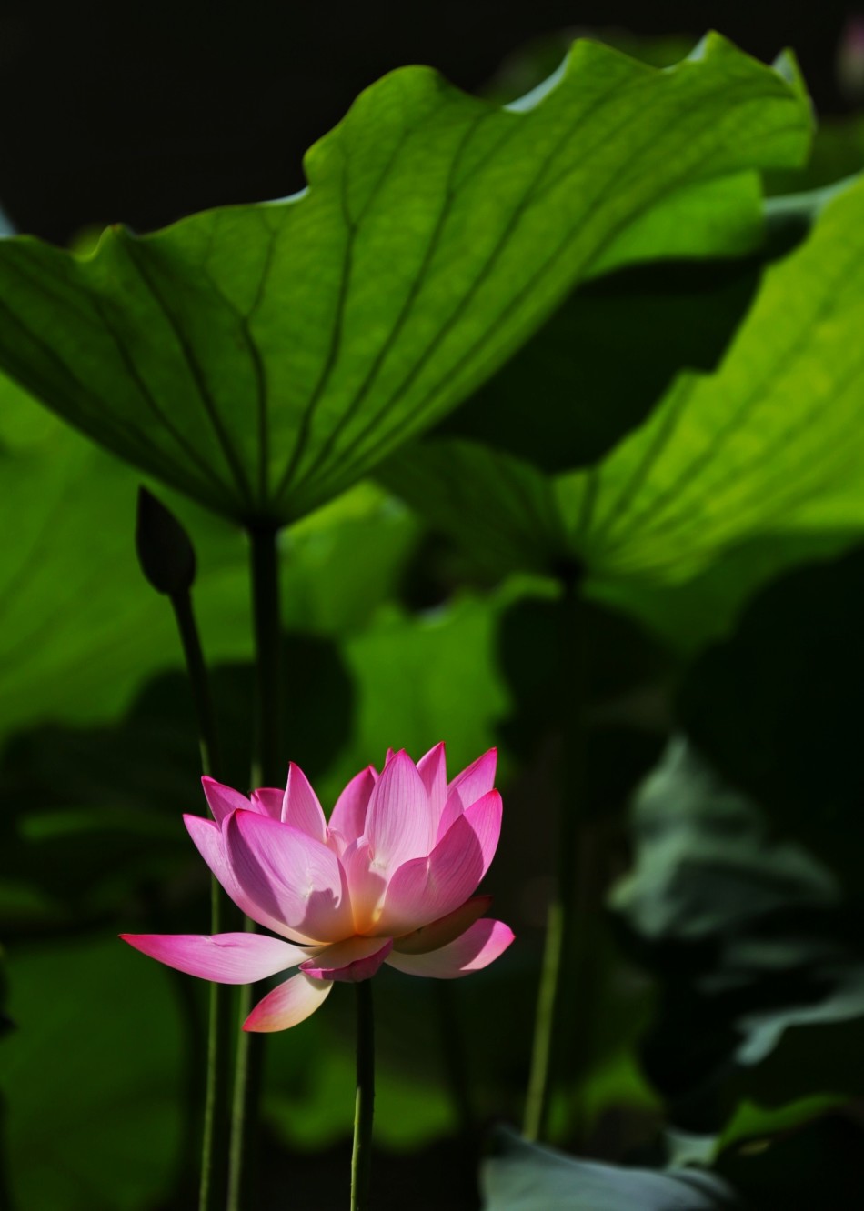 禅意摄影:莲花隔淤泥图片