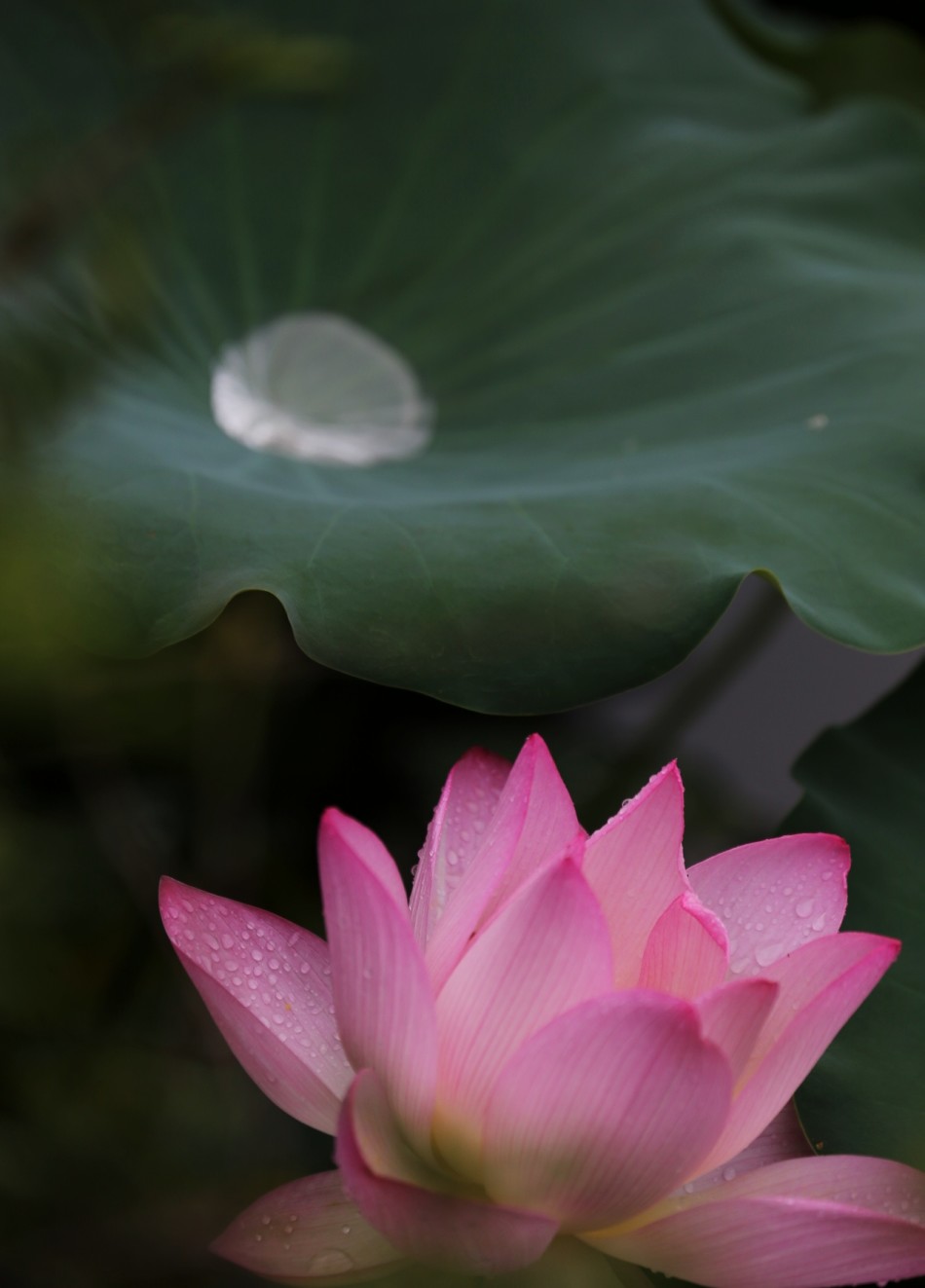 禅意摄影:世间唯有妙莲花
