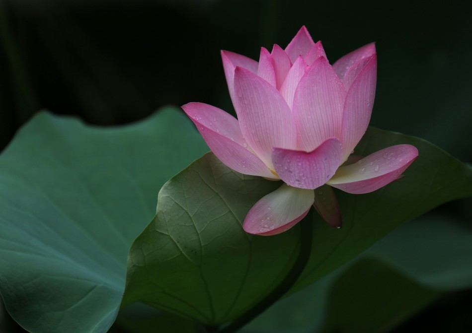 禅意摄影:世间唯有妙莲花图片