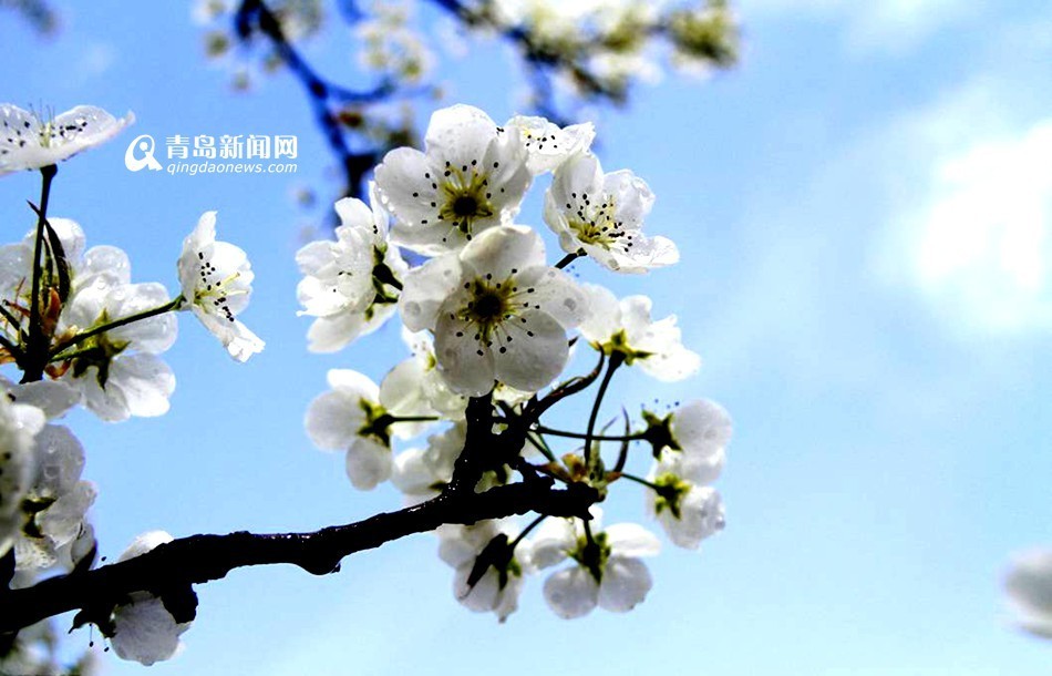 春天来了手抄报,二年级题材手抄报作品,季节手抄报版面设计, 宽796×