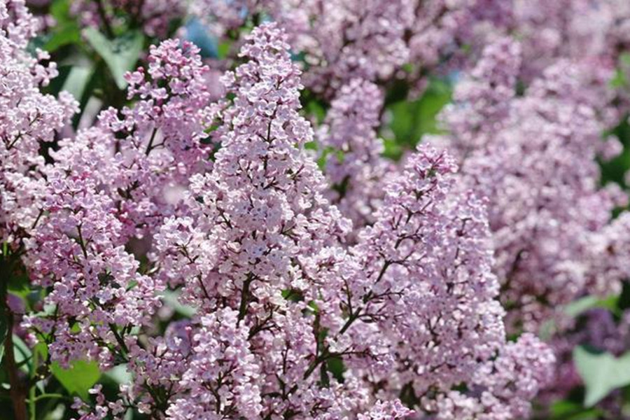 弗格森宣布退休