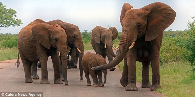 描写大象体型的句子,来个50字吧(不要几吨,高多