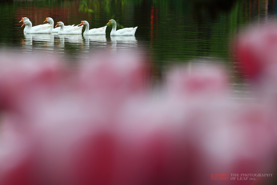 迷失在杭州的郁金香小镇