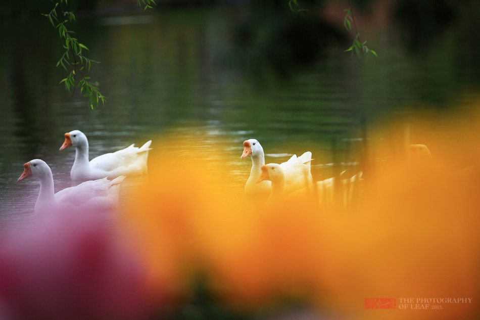 迷失在杭州的郁金香小镇