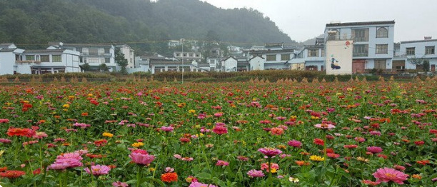 贞丰龙场镇人口_贞丰糯米饭图片