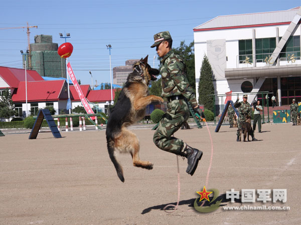 武警举行警犬汇报表演 受训犬始终服从命令