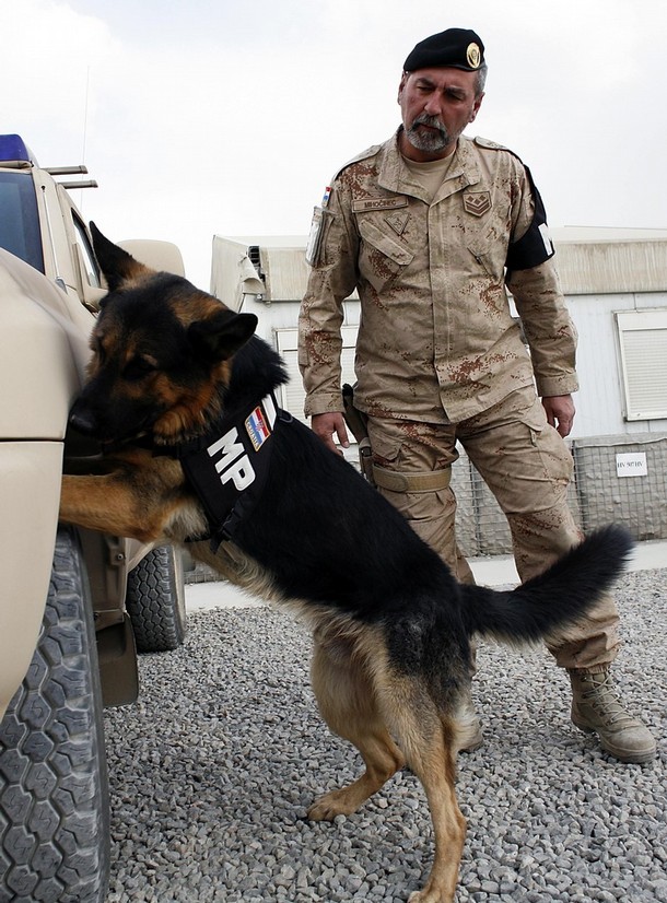 世界各国服役的军犬部队图集:胆大的空降狗_高清图集_新浪网