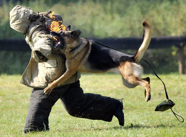 白俄罗斯 特种兵 320_11899_451513.jpg