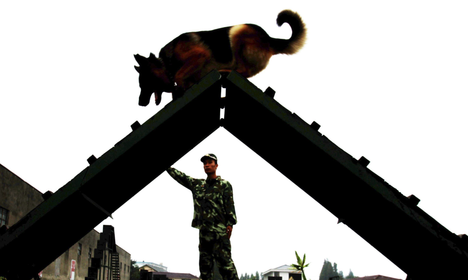 浙江武警訓犬基地戰士與警犬一起進行訓練度中秋