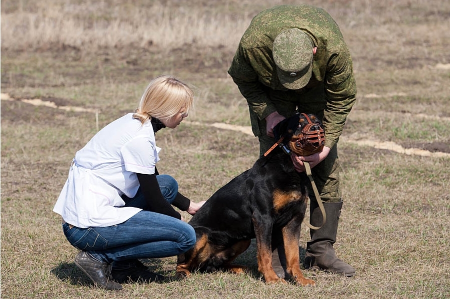 俄軍犬訓練基地曝光 夥食管飽還有美女探訪