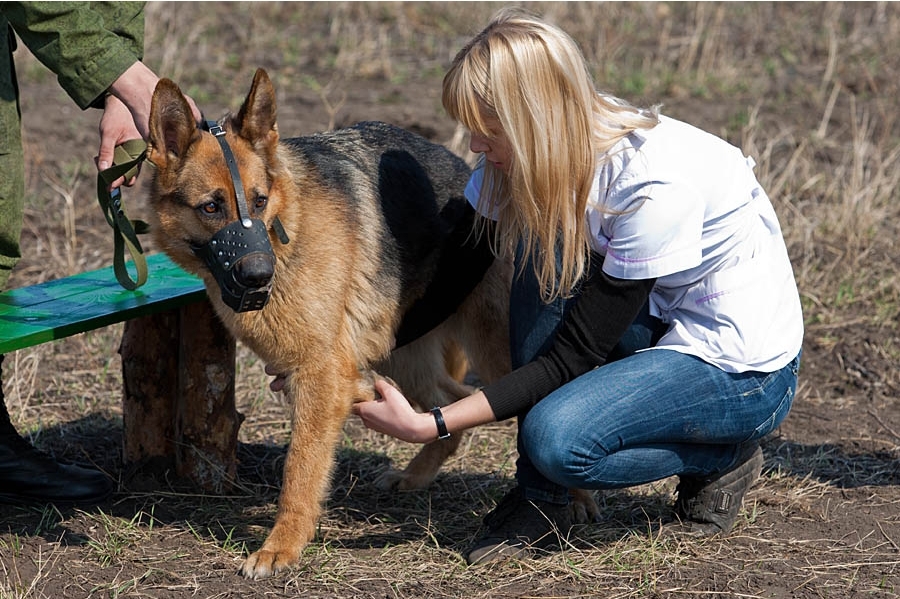 俄軍犬訓練基地曝光 夥食管飽還有美女探訪