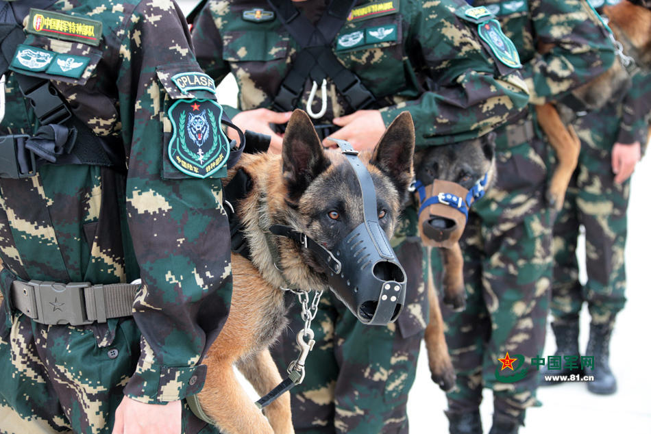 解放军特种兵身背军犬滑降