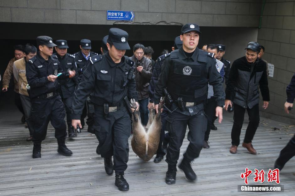 杭州百斤野猪误闯小区 特警用79式连射7枪击毙
