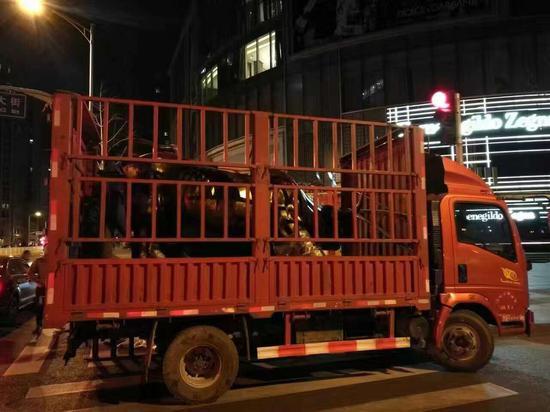 12月14日，刚刚因“输得底裤都没了”被吐槽的金购似乎逐渐找到套路了，继昨日7只跳舞的牛之后，据悉今日金购连夜运来一只“金牛”压阵。