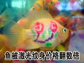 鹦鹉鱼被激光纹身价格翻数倍