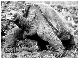 孤独的乔治继续孤独(图)