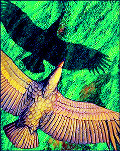 史前巨鸟只会滑翔不会飞