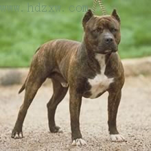 无主美国斗牛犬袭击8岁小主人 巴西宠物犬舍命