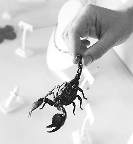 非洲帝王蝎成珠宝保安