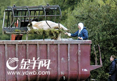 英国又一农场暴发口蹄疫 新疫情源自实验室