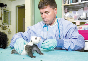 美国<em>出生熊猫</em>幼崽亮相(图)_新闻中心_新浪网