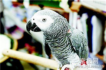 世界最聪明鹦鹉英年早逝