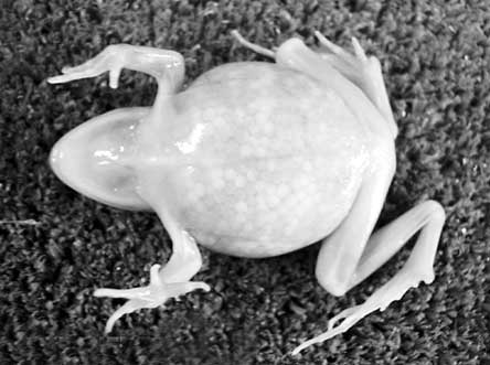 世界首例\透明蛙\