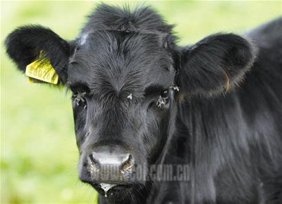 蓝舌病蔓延欧洲多国