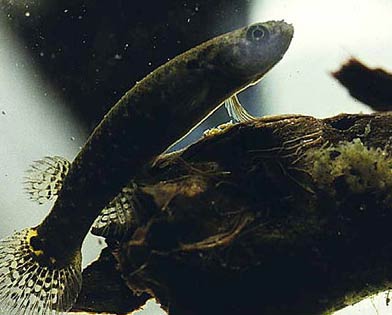 红树林鳉鱼能离开水在树上生活(图)