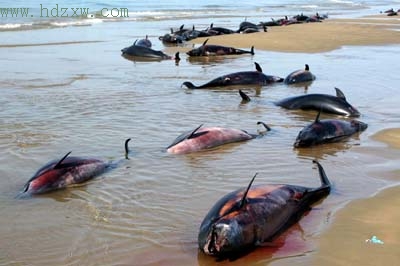 离奇死亡海豚集体自杀