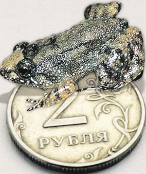 微型蛙长不到1厘米