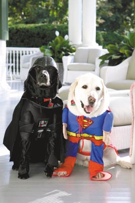 切尼爱犬被打扮成超人和黑武士(图)