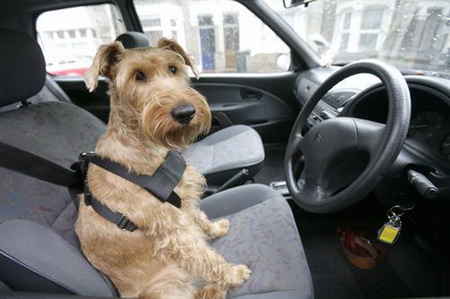 图文：英国推行宠物乘车需系安全带