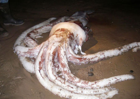 巨型鱿鱼(组图)