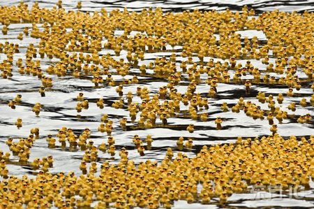 图文：1万只黄色橡皮鸭组成的鸭子舰队