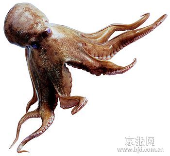 正文   章鱼虽然不能开口说话,但却可以"指引"古瓷器的打捞工作