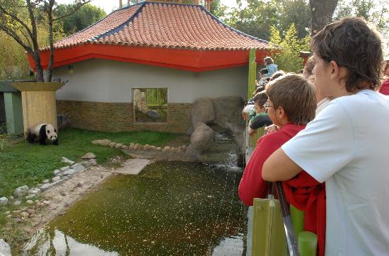 图文:西班牙人争睹中国大熊猫(3)