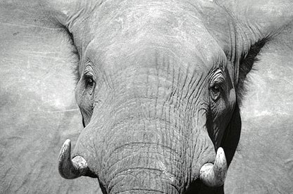 图文:黑白照片组亚军-公象