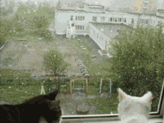 实景天气