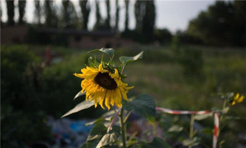 MH17ѣǽ⿪Σ֮ΨһԿ